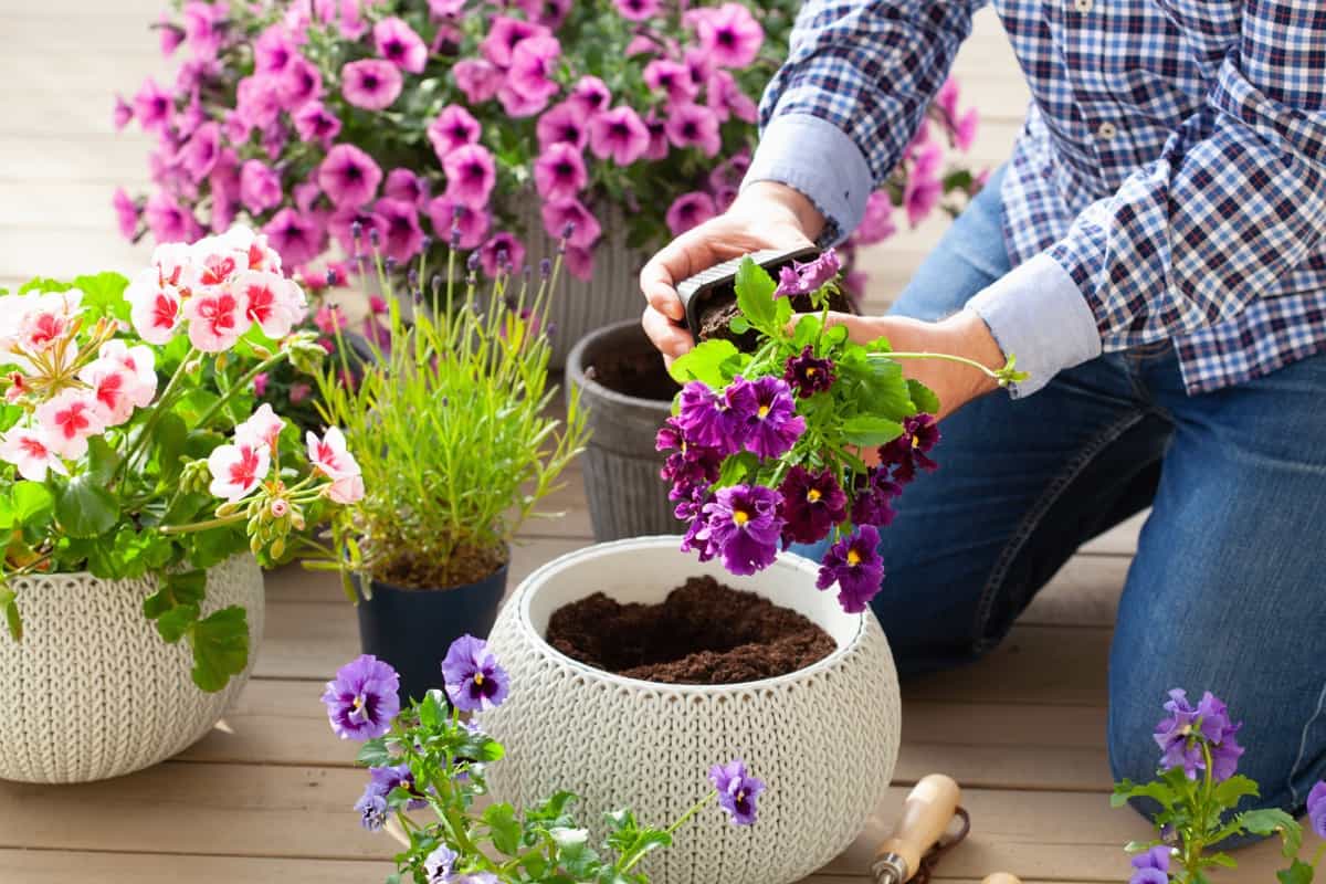 planting lavender flowers in flowerpot in garden on terrace