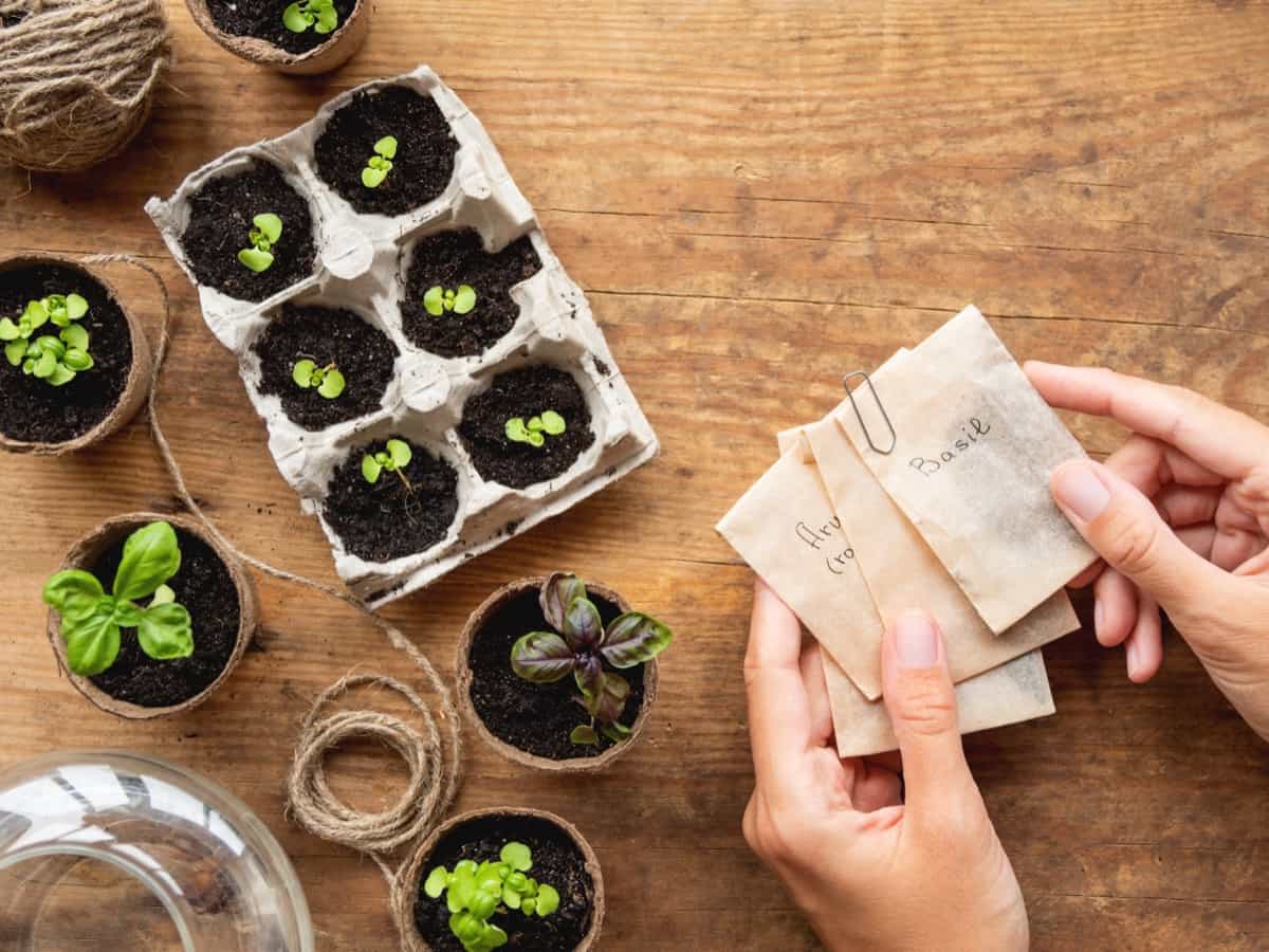 Top 10 Biodegradable Seed Starter Pots