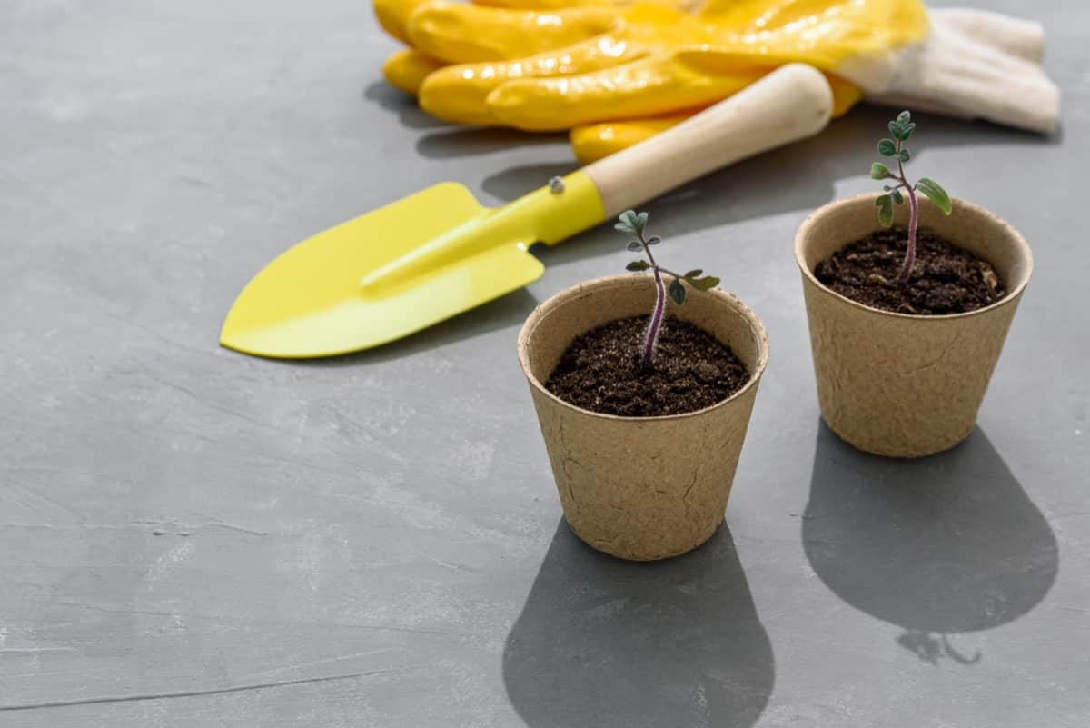 Top 10 Biodegradable Seed Starter Pots4