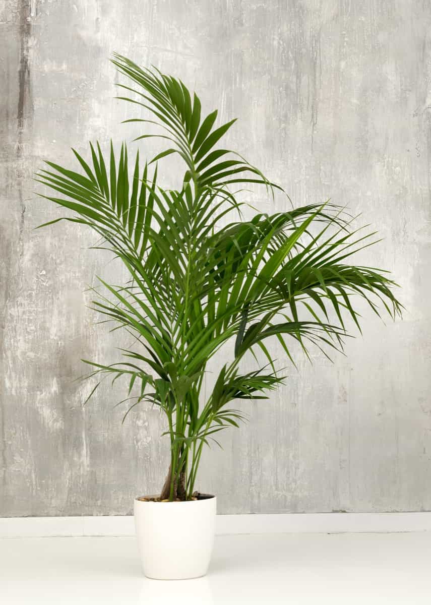 Fresh green fronds of a potted Kentia palm plant