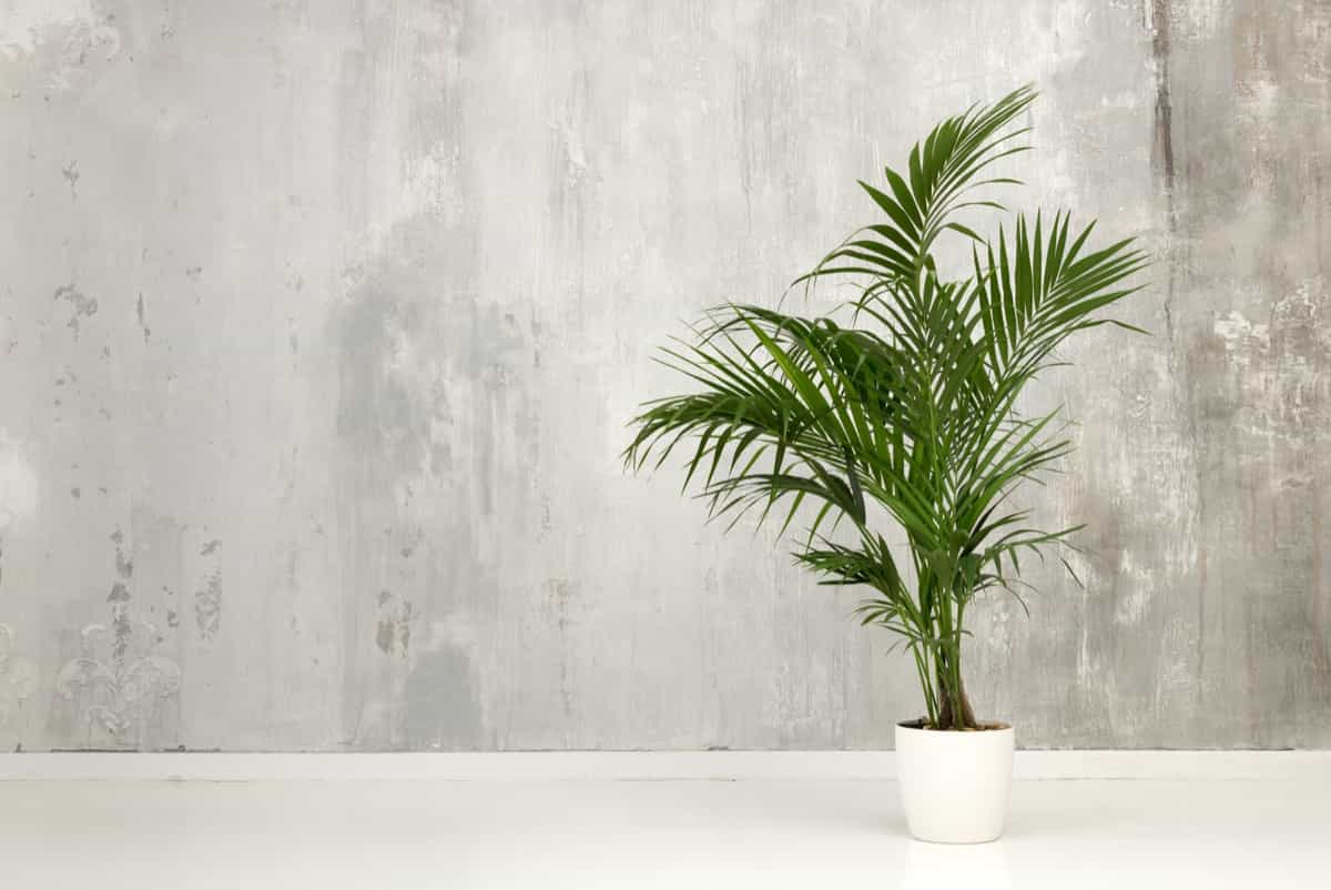 Leafy green potted Kentia palm