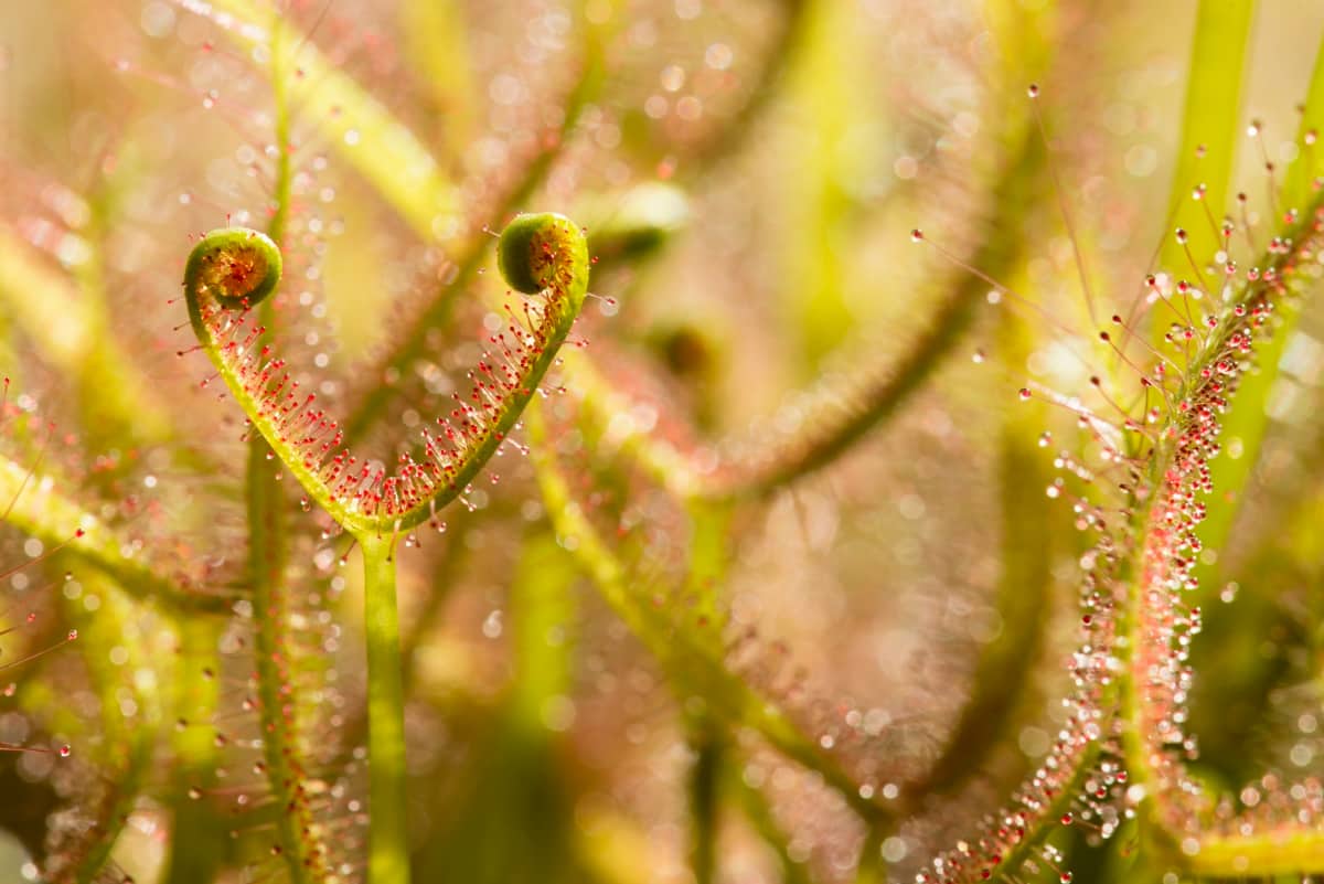 Top 12 Carnivorous Plants  to Grow Indoors