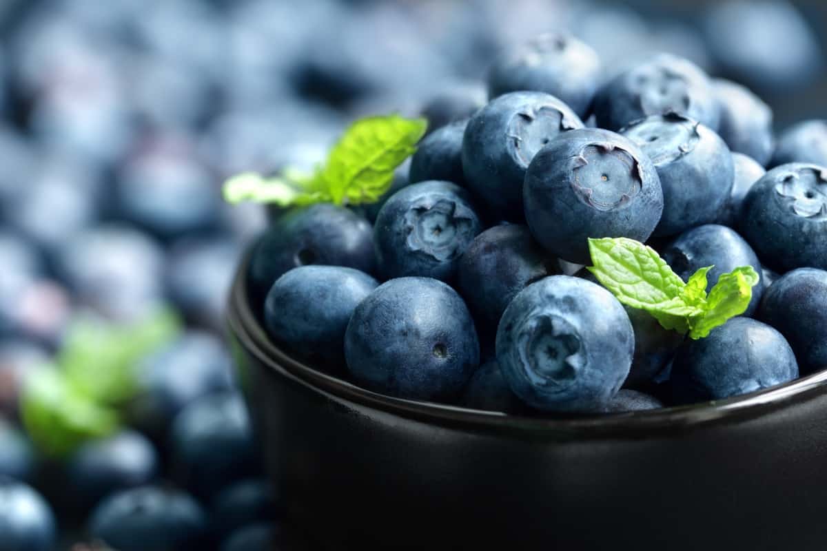 Top 13 Blueberry Varieties for Your Home Garden