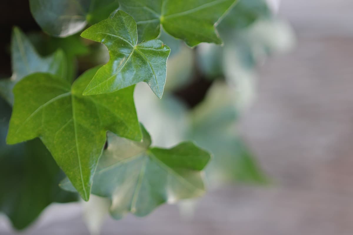 Top 16 Popular Types of Ivy to Grow at Home1