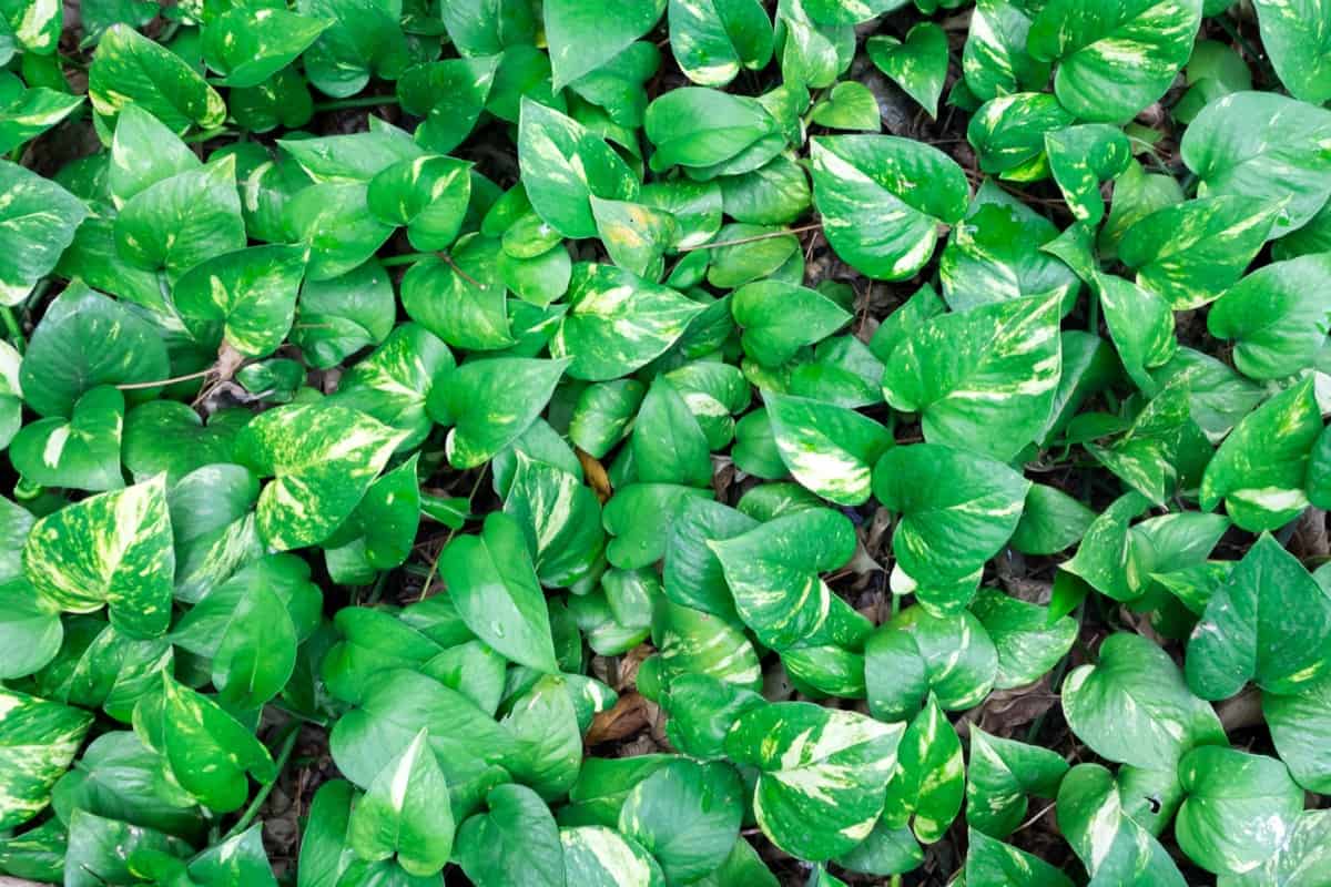 Top 16 Popular Types of Ivy to Grow at Home5