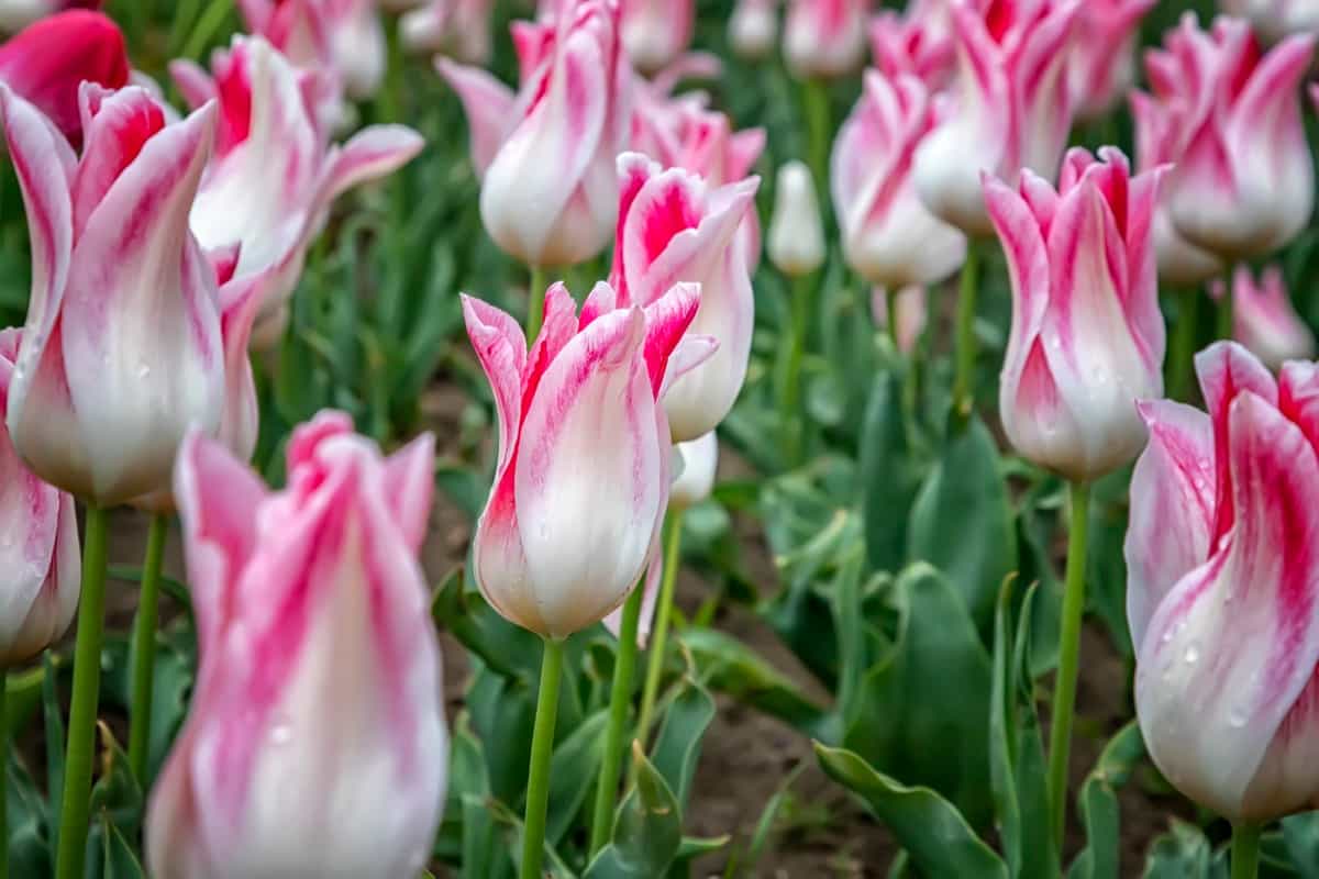 Top 20 Tulip Varieties to Brighten Your Garden