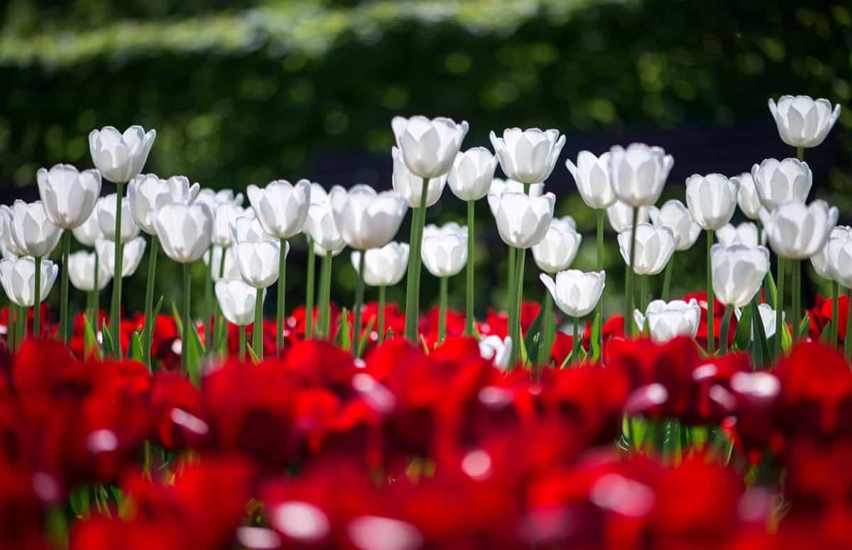White and Red Tulips in the garden