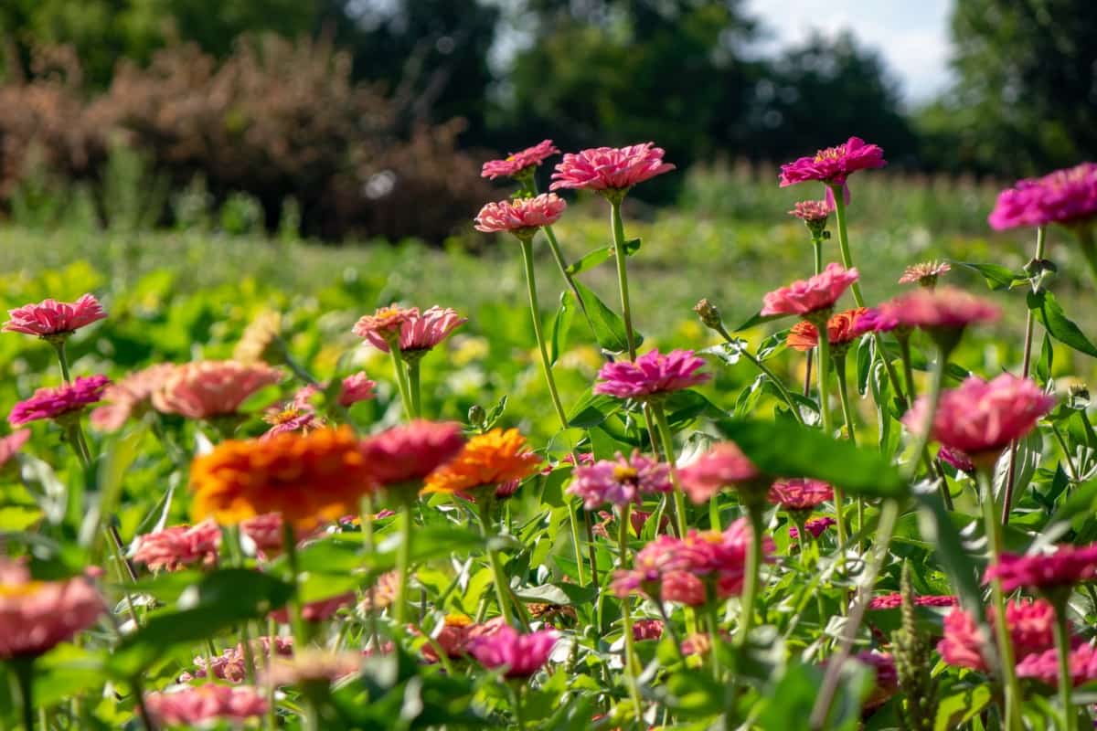 Top 21 Best Flowers for Bees: Zinnia