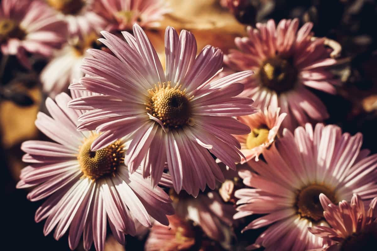 Types of Brown Flower Names: Chrysanthemum 