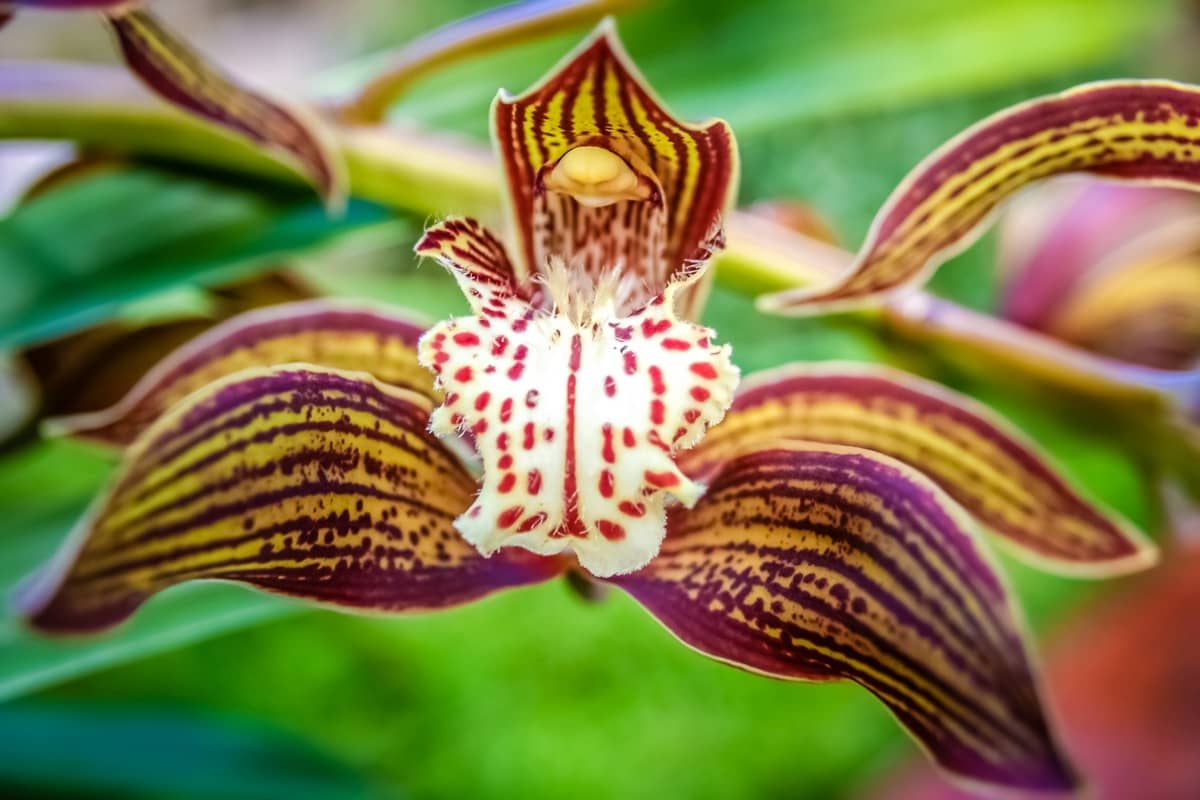 Colorful Orchid 