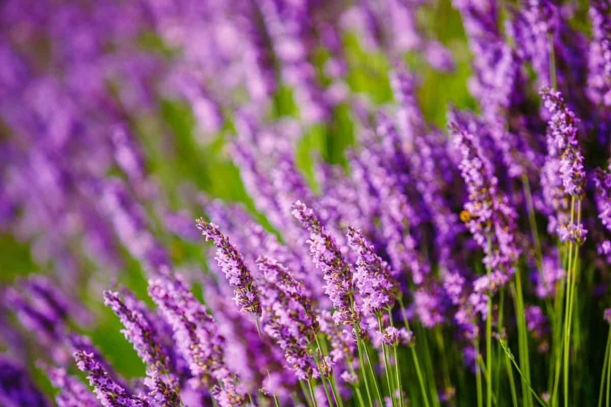 Types of Lavender to Grow in Your Garden
