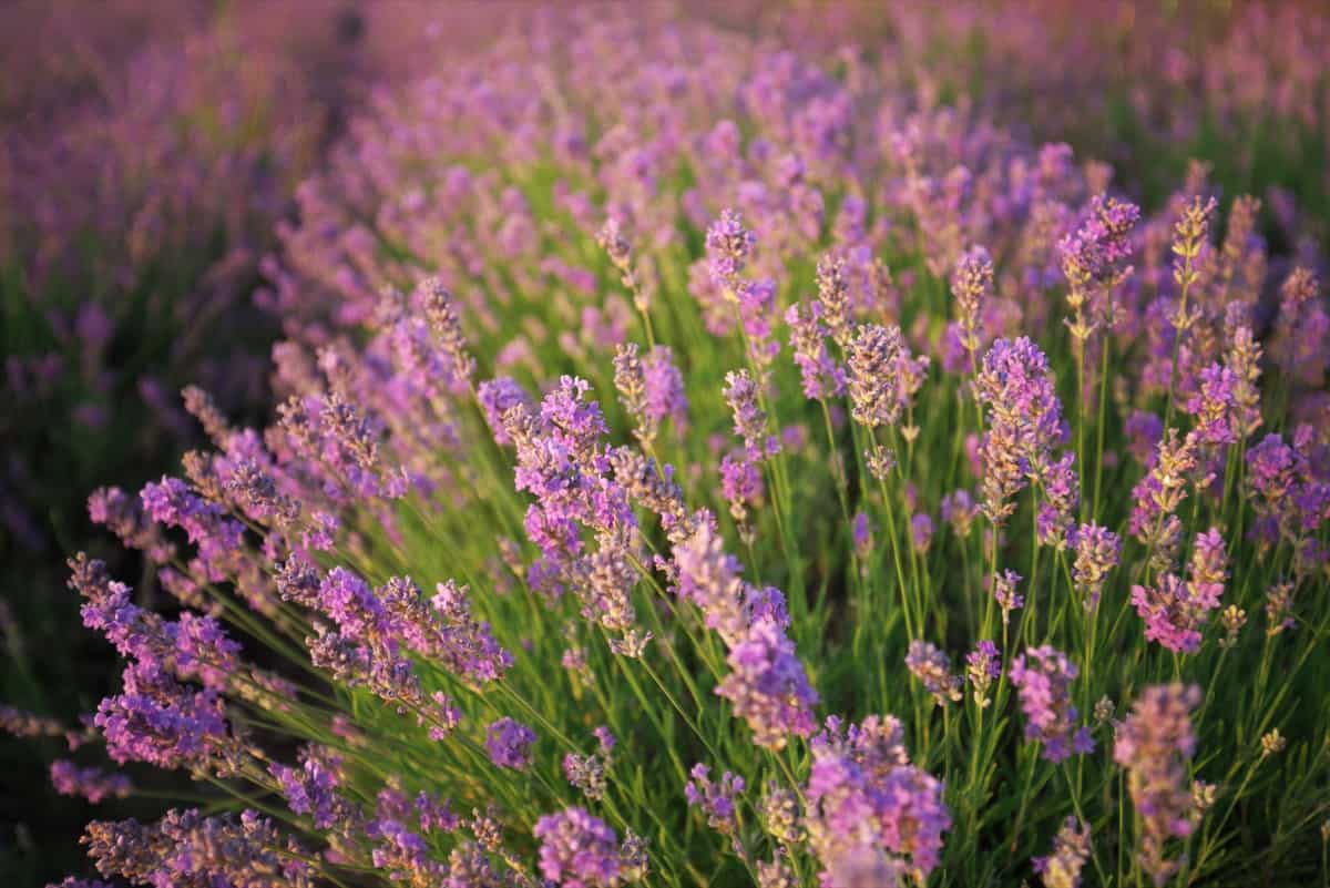 Lavender Farming