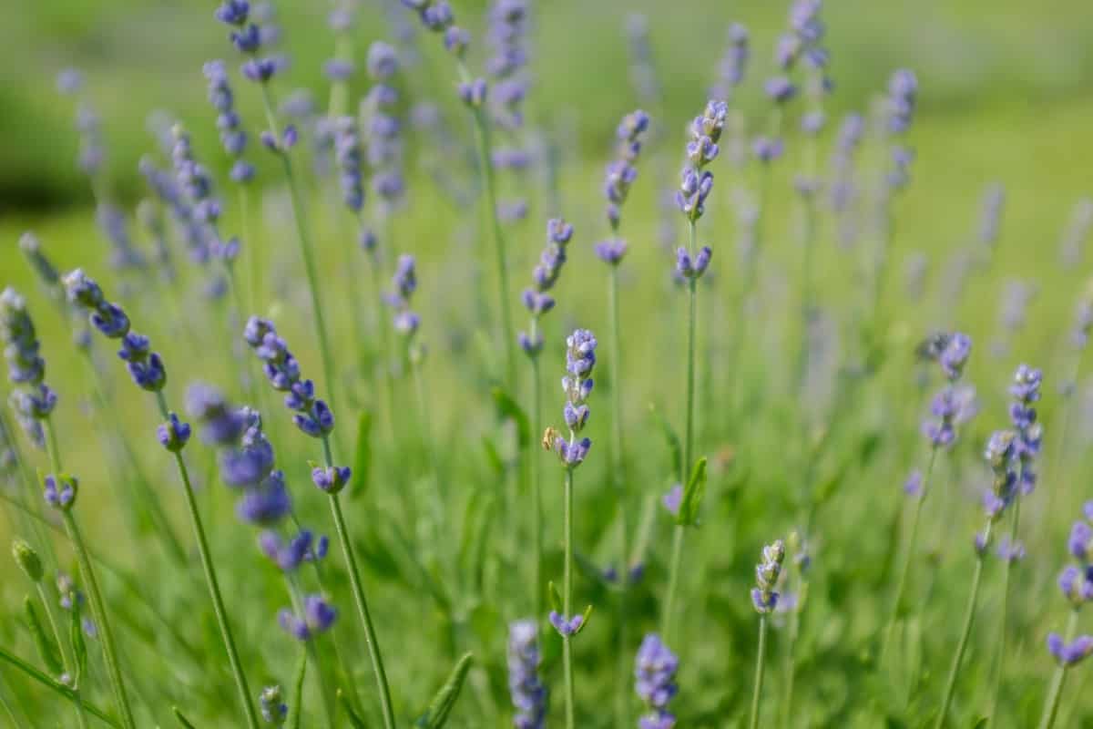 English Lavender  Farming