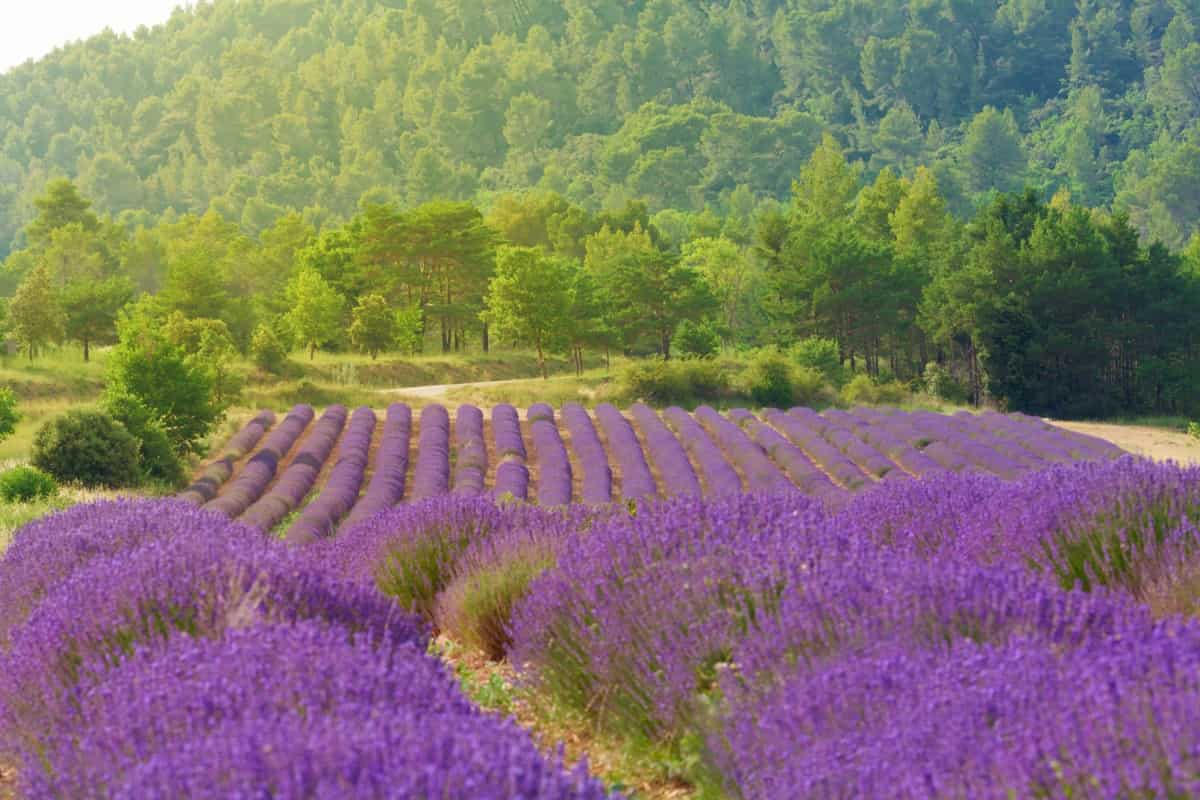 French Lavender 