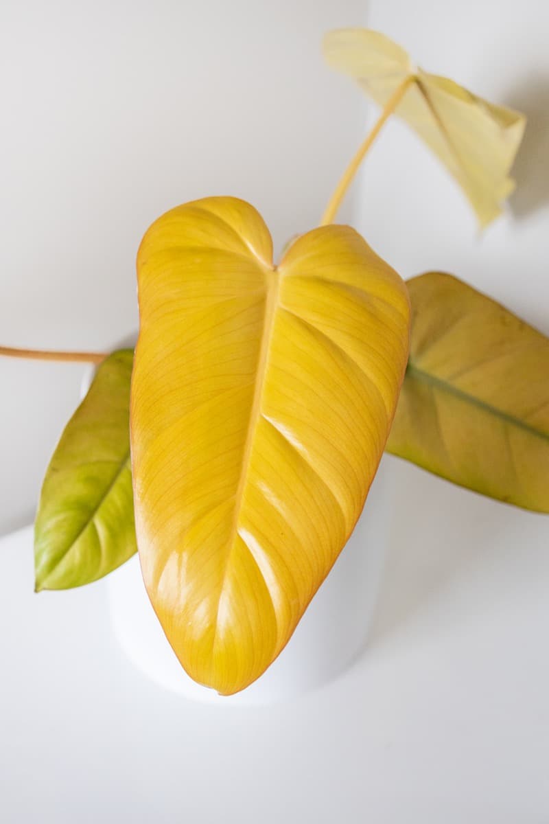 Philodendron Calkin Gold