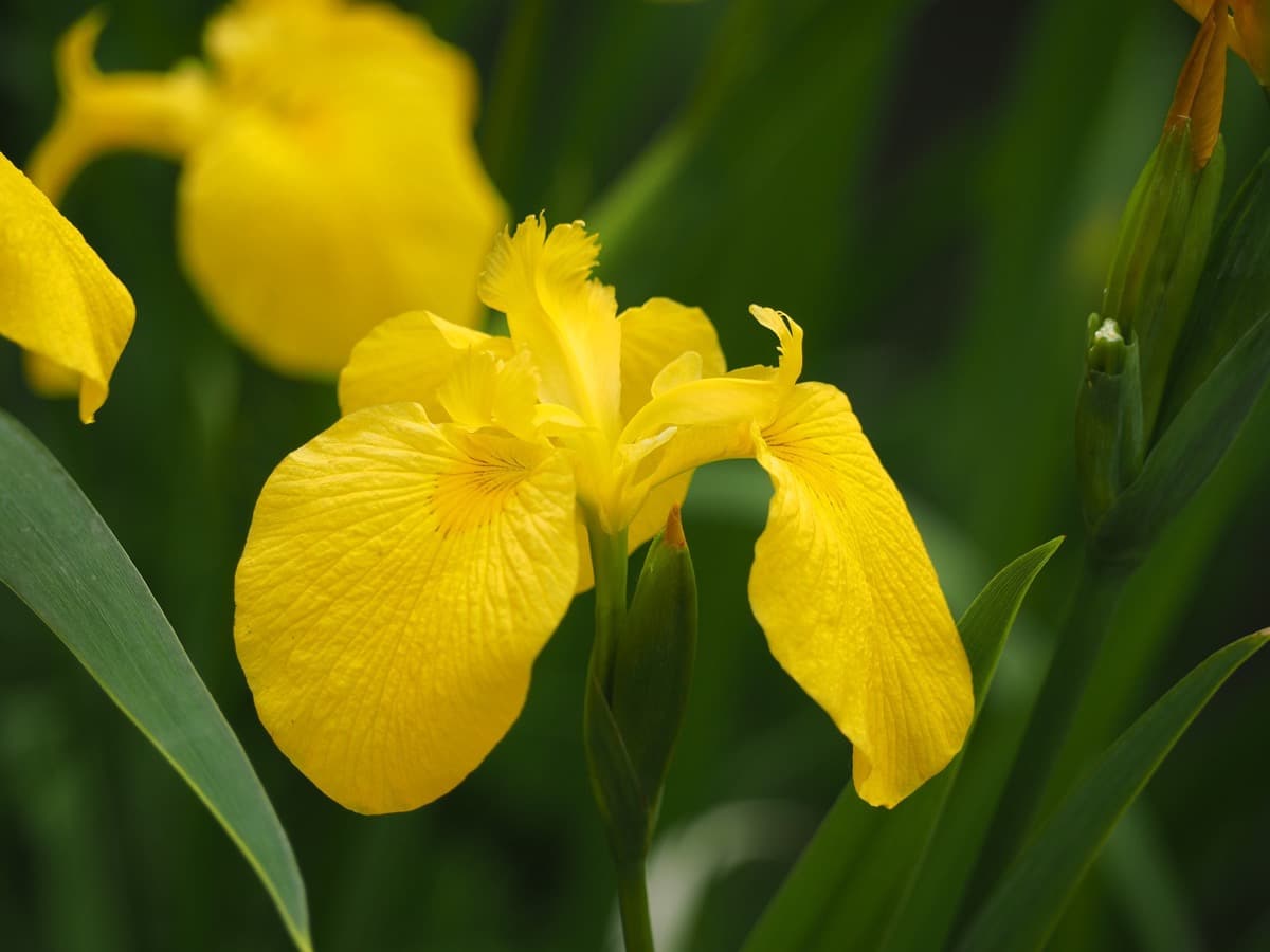 19 Types of Yellow Flowering Plants for Your Garden
