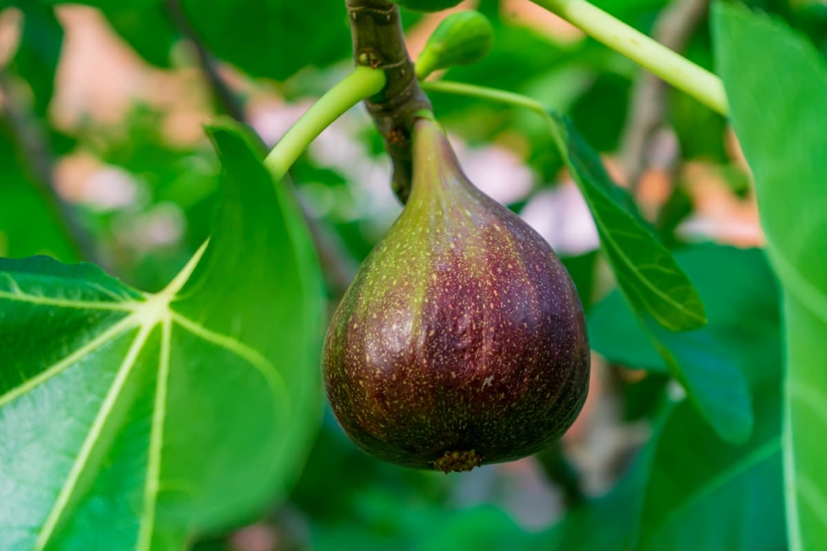 Ultimate Guide to Brown Turkey Fig
