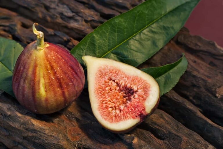 Ultimate Guide to Brown Turkey Fig: Steps to Growing Brown Turkey Figs