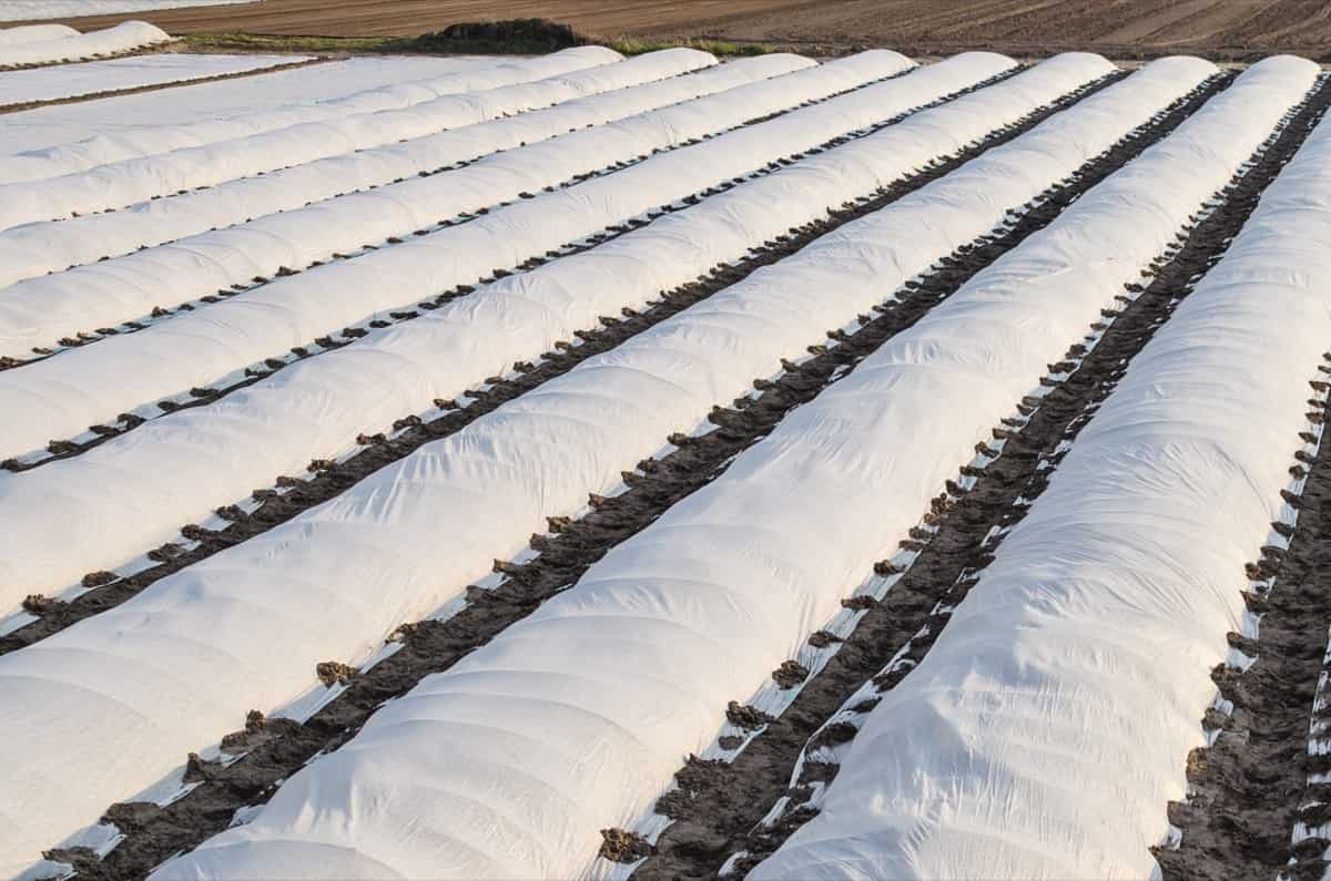 Row Covers in Farm
