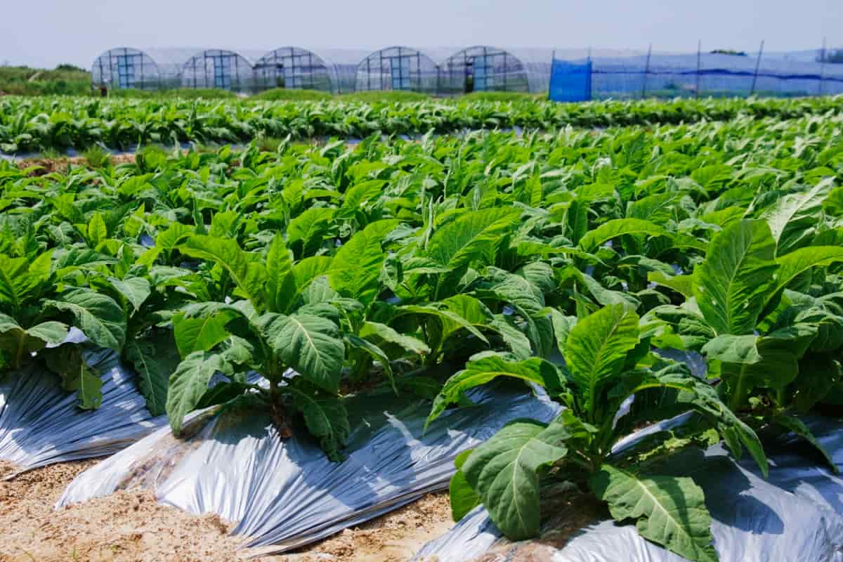 Row Covers in Organic Farming