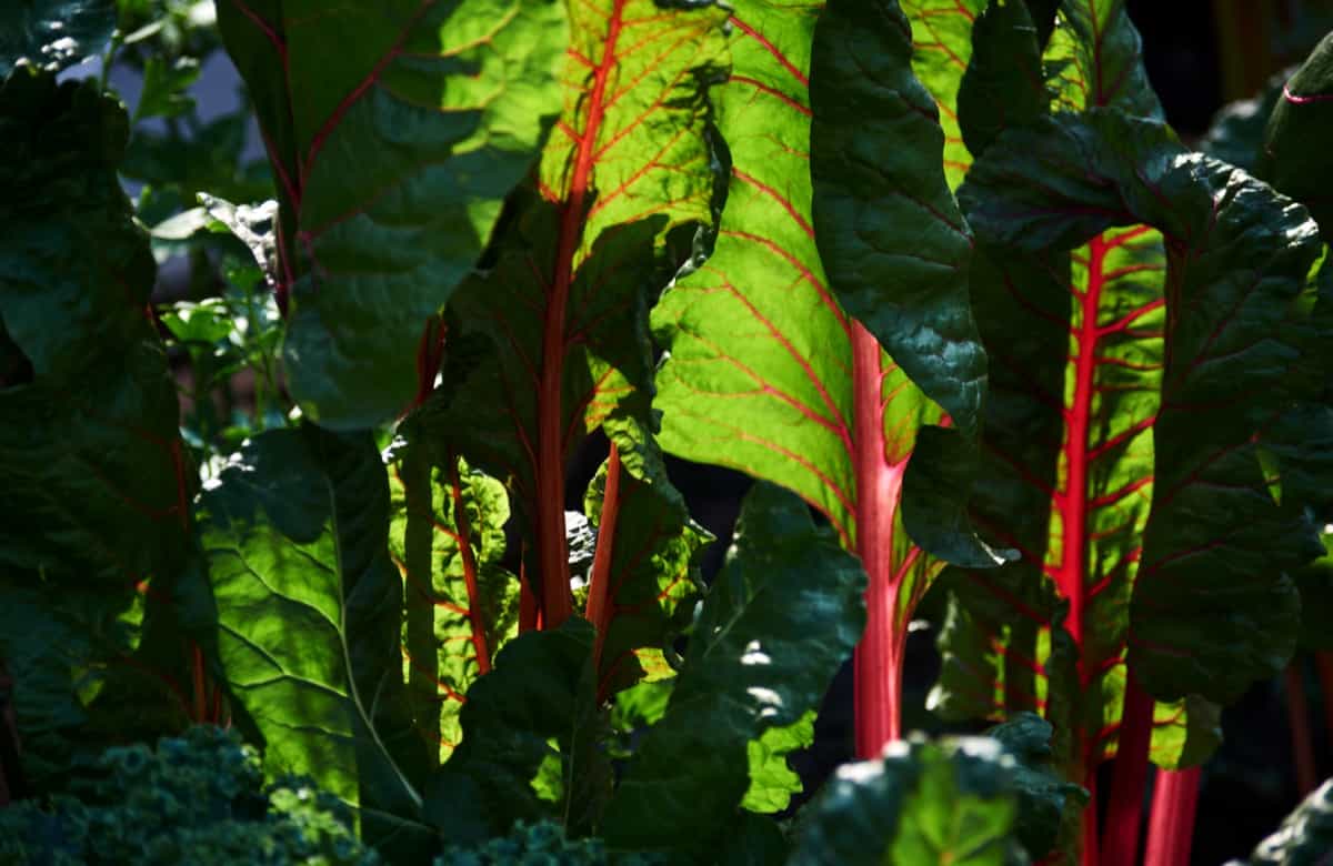 colorful leaves of swiss chard 