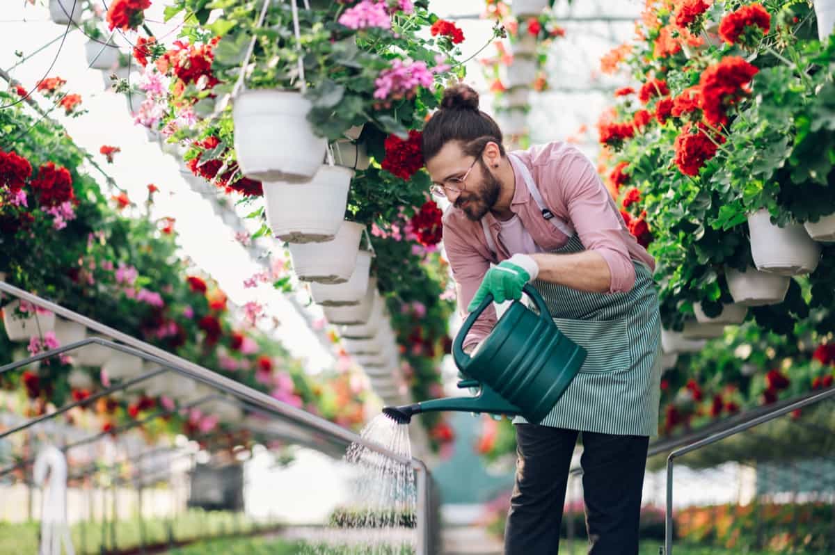 Florist man watering flowers at a plant nursery greenhouse