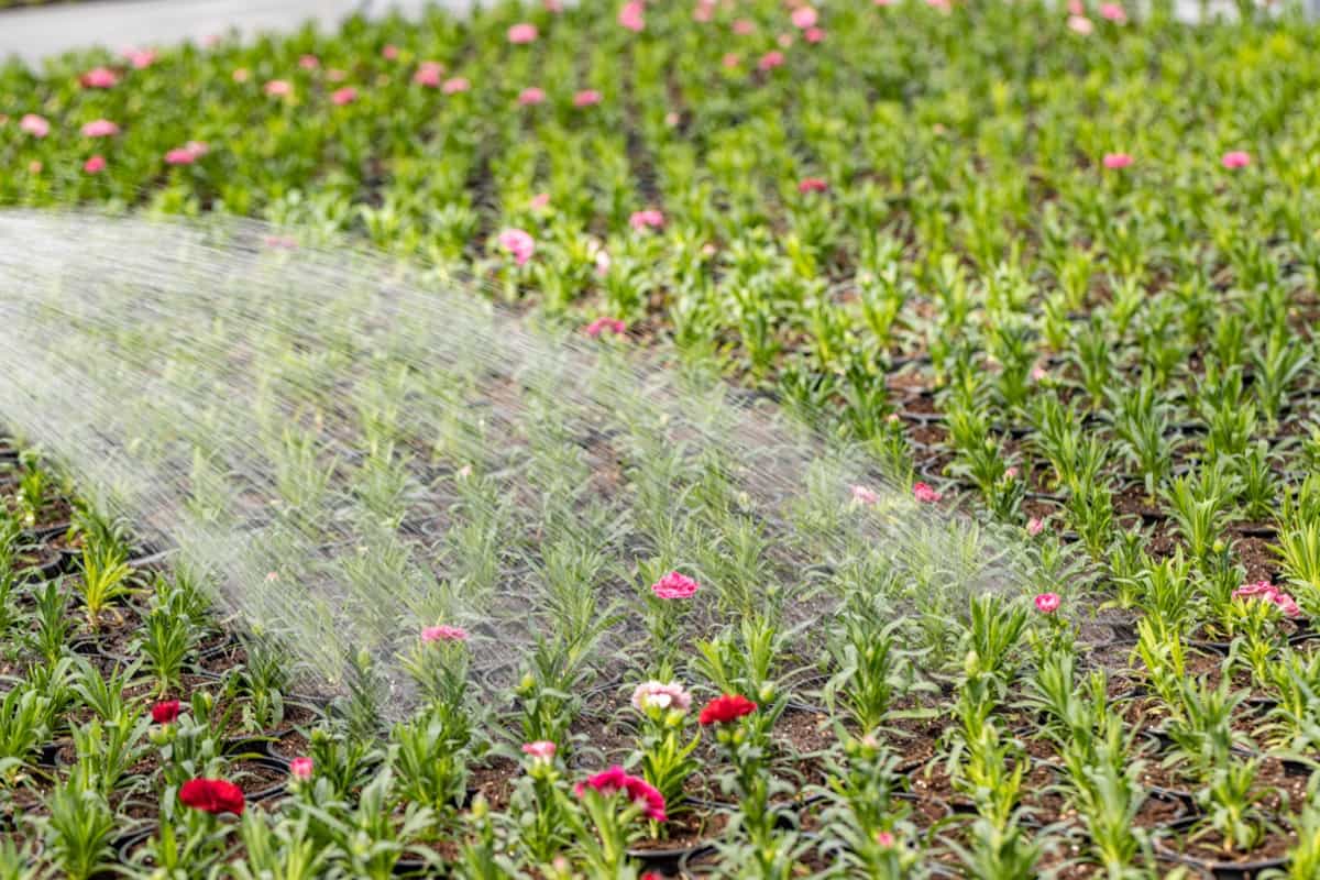 Water Management Strategies for Flower Gardens