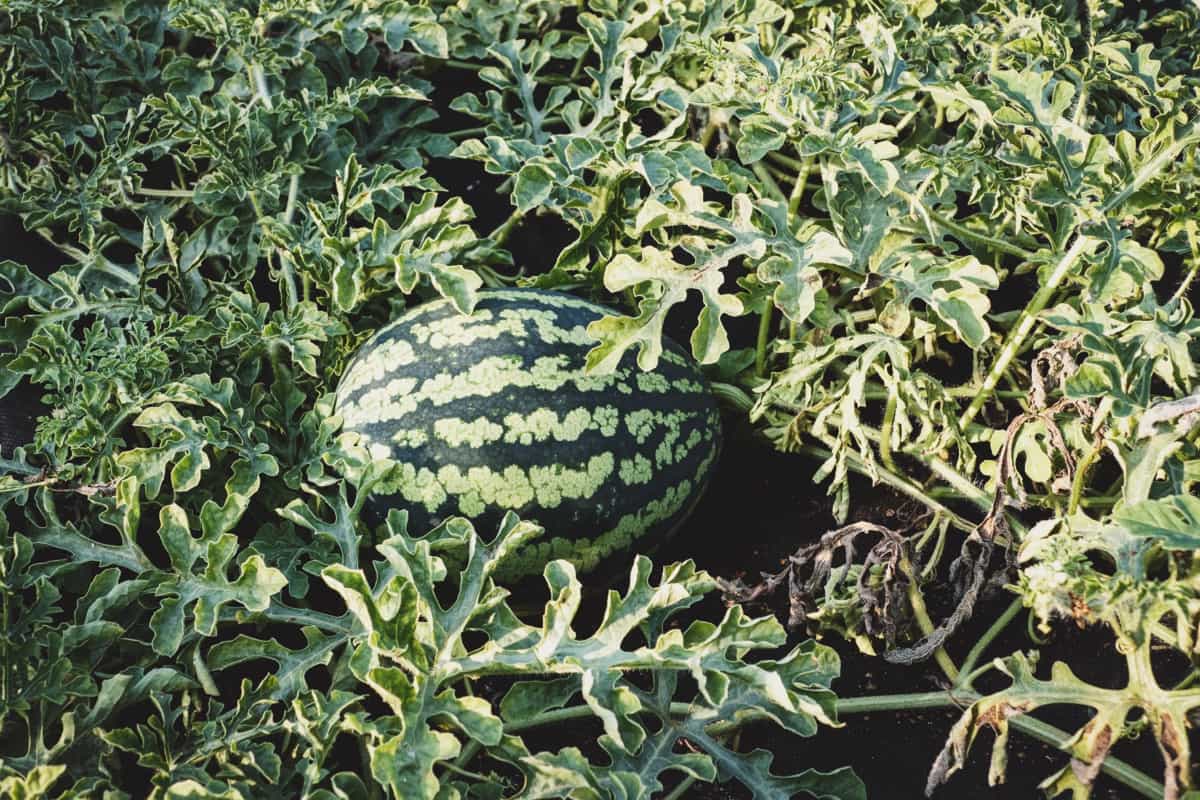 Watermelon plant growing in organic vegetable garde