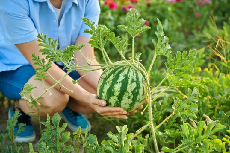 Watermelon Fertilizer Schedule: Fertilization Based on Growth Stages 