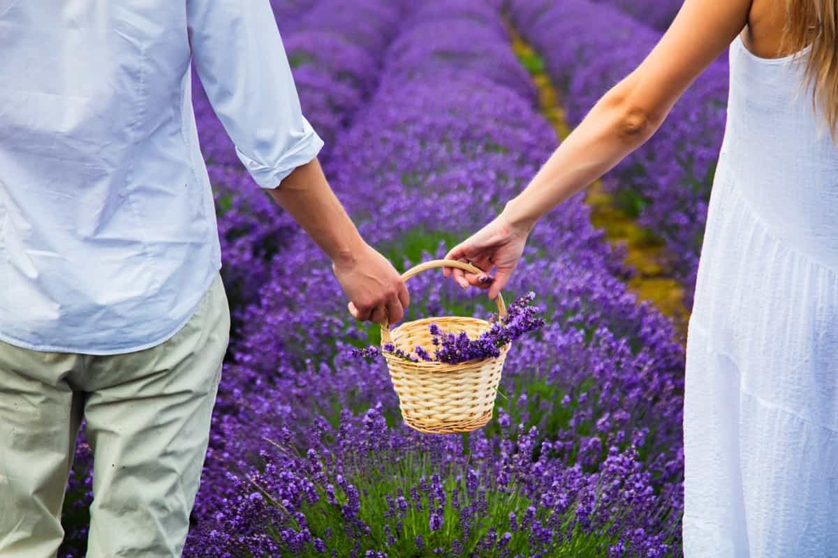 Harvesting Lavender Flowers