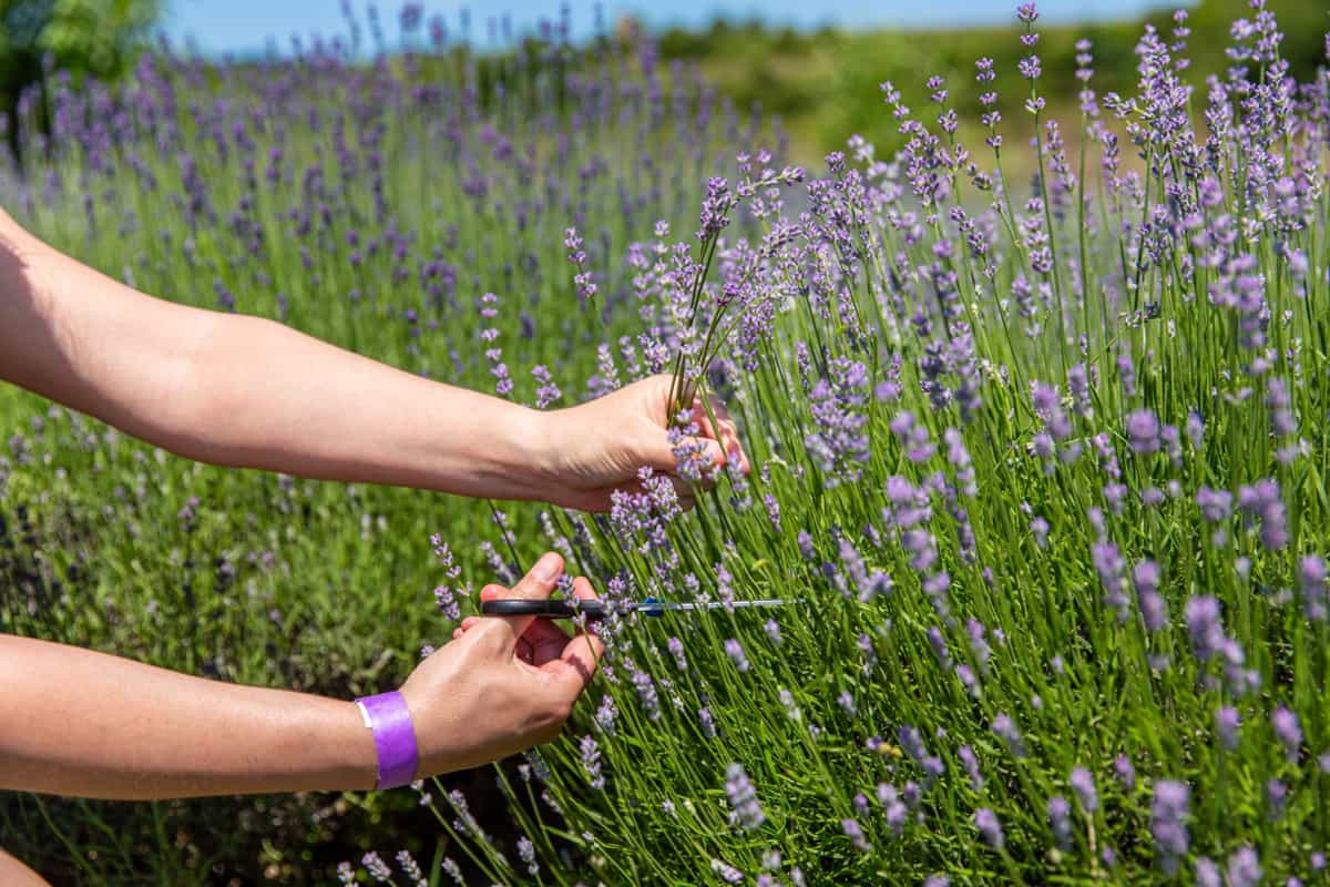 When Is It Too Late to Harvest Lavender