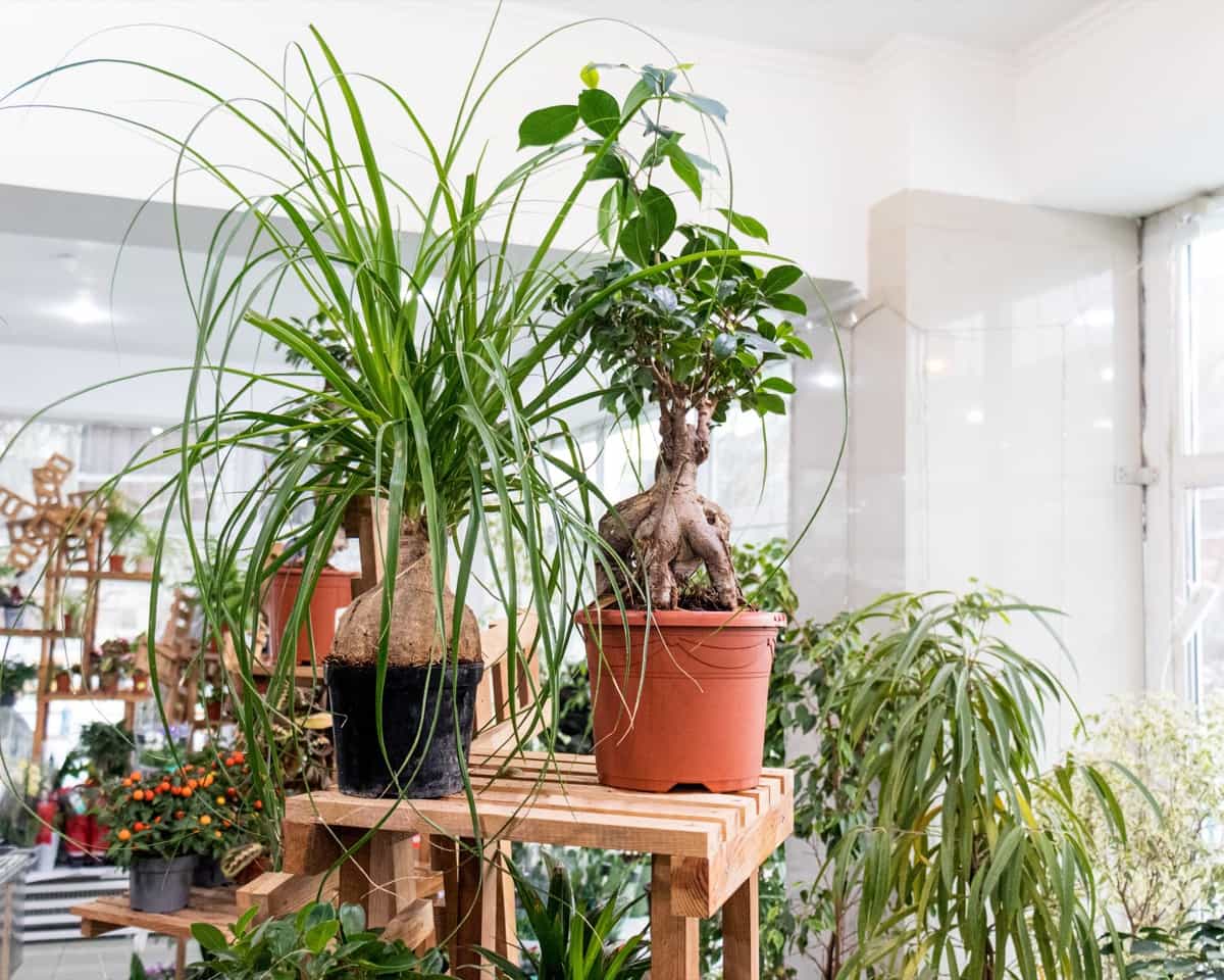 indoor home plants in pots on a wooden shelf 