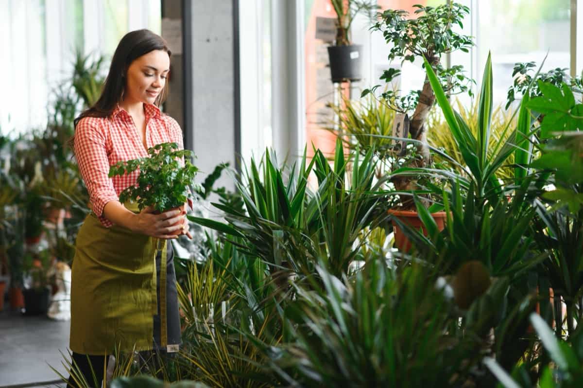 female gardener taking care of plants in home