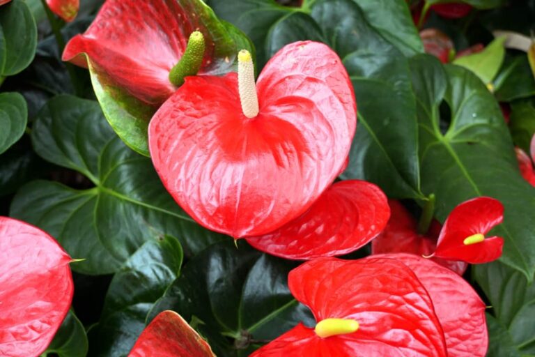 10 Reasons Why Your Anthurium Plant is Not Blooming: Treatment and Remedies