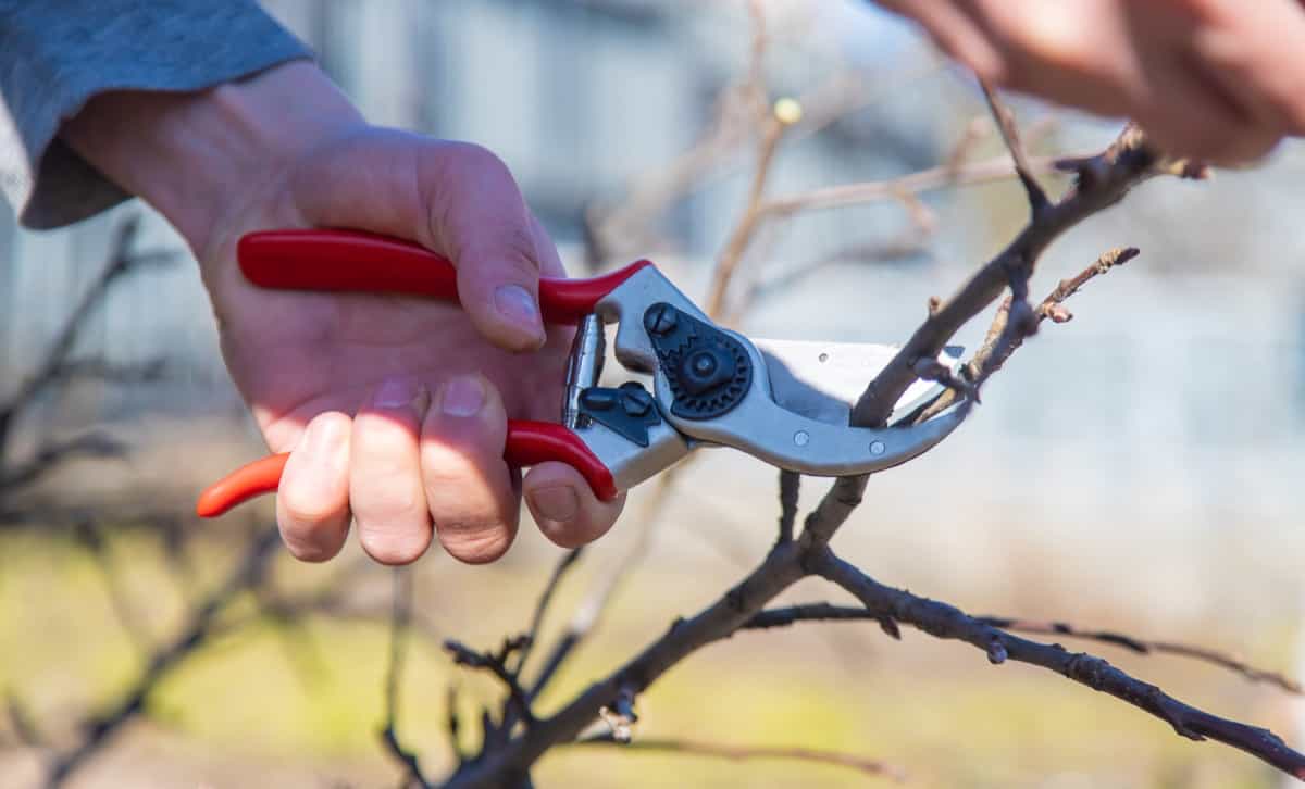 pruning branches using a tool